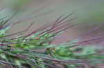 Rough barnyardgrass